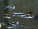 Eutropiellus debauwi