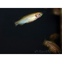 Poisson zèbre - Danio rerio gold (Asie)
