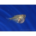 Poisson hachette poivré - Carnegiella marthae