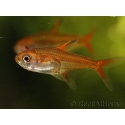  Tetra amande etincelle -hyphessobrycon amandae (Amérique du Sud) 