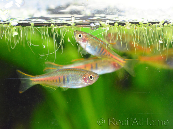 Danio rubie - Danio choprai (Asie)