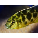 Nimbochromis venustus 12 cm - Nimbochromis venustus (Malawi)