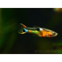 Guppy endler mâle - Poecilia wingei (Amérique du Sud)
