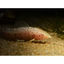 Hoplosternum thoracatum albinos (Amérique du Sud)