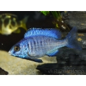 Placidochromis phenochilus mdoka (Lac malawi)
