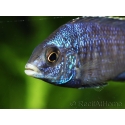 Placidochromis phenochilus mdoka (Lac malawi)