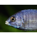 Placidochromis phenochilus mdoka (Lac malawi)