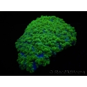 WYSIWYG Physogyra lichtensteini 1 (5 cm)