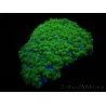 WYSIWYG Physogyra lichtensteini 1 (5 cm)