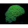 WYSIWYG Physogyra lichtensteini 1 (5 cm)