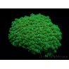 WYSIWYG Physogyra lichtensteini 3 (8 cm)