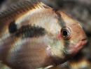 Cleithracara "Aequidens" maronii (Amérique du Sud)