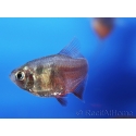 Tétra de Rio - Hyphessobrycon flammeus (Amérique du sud)