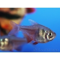 Tétra de Rio - Hyphessobrycon flammeus (Amérique du sud)