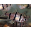 Barbus - Puntius pentazona (Asie)