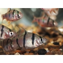 Barbus - Puntius pentazona (Asie)