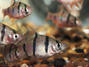 Barbus - Puntius pentazona (Asie)