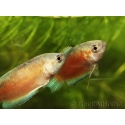 Gouramis paradis red velvet - Macropodus opercularis (Asie)