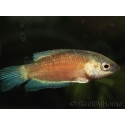 Gouramis paradis red velvet - Macropodus opercularis (Asie)