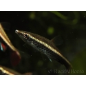 Poisson crayon - Nannobrycon eques (Amérique du Sud)