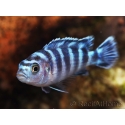 Pseudotropheus demasoni