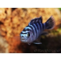 Pseudotropheus demasoni
