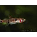 Boraras maculatus - Rasbora nain (Asie)