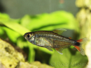 Hemigrammus rodwayi (Amérique du Sud)