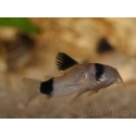 Corydoras panda - Corydoras panda (Amérique du Sud)