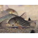 Corydoras de Sterba - Corydoras sterbai (Amérique du Sud)