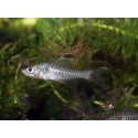 Barbus drapeau - Oreichthys crenuchoides (Asie)