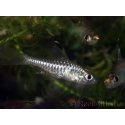 Barbus drapeau - Oreichthys crenuchoides (Asie)