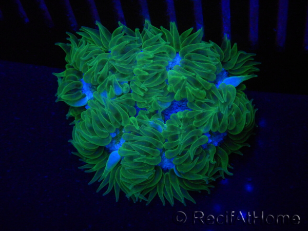WYSIWYG Phymanthus crucifer (ex : Epicystis) 14