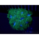 WYSIWYG Phymanthus crucifer (ex : Epicystis) 14