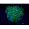 WYSIWYG Phymanthus crucifer (ex : Epicystis) 14