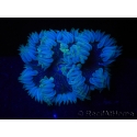 WYSIWYG Phymanthus crucifer (ex : Epicystis) 15