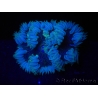 WYSIWYG Phymanthus crucifer (ex : Epicystis) 15