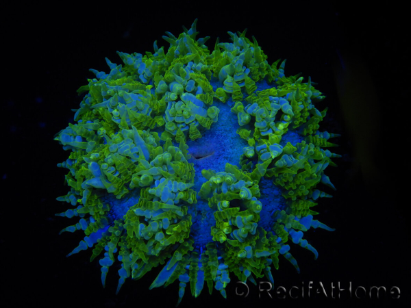 WYSIWYG Phymanthus crucifer (ex : Epicystis) 16