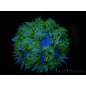 WYSIWYG Phymanthus crucifer (ex : Epicystis) 16