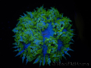 WYSIWYG Phymanthus crucifer (ex : Epicystis) 16