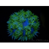 WYSIWYG Phymanthus crucifer (ex : Epicystis) 16