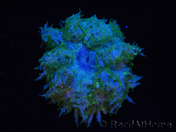 WYSIWYG Phymanthus crucifer (ex : Epicystis) 17