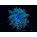 WYSIWYG Phymanthus crucifer (ex : Epicystis) 17