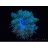 WYSIWYG Phymanthus crucifer (ex : Epicystis) 17