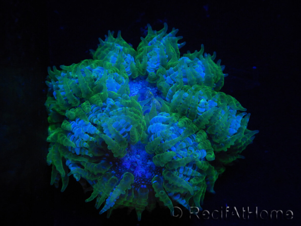 WYSIWYG Phymanthus crucifer (ex : Epicystis) 18