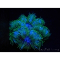 WYSIWYG Phymanthus crucifer (ex : Epicystis) 18