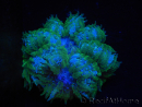 WYSIWYG Phymanthus crucifer (ex : Epicystis) 18