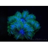 WYSIWYG Phymanthus crucifer (ex : Epicystis) 18