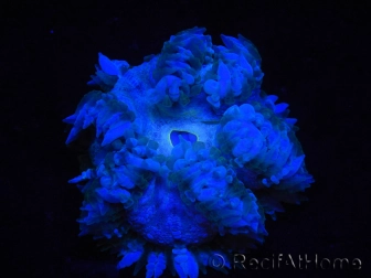 WYSIWYG Phymanthus crucifer (ex : Epicystis) 19