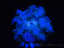WYSIWYG Phymanthus crucifer (ex : Epicystis) 19